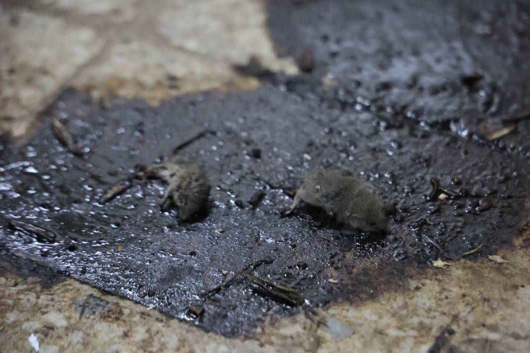 İnsan sağlığını ayaklar altına alan işletme! Yerlerde ölü fareler bulundu,   tarihi geçmiş ürünler tespit edildi 7